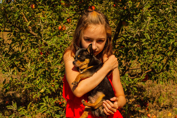mały Chihuahua siedzi cicho na ramionach swoich uroczych właścicieli piękna nastolatka dziewczyna i Chihuahua. chihuahua w ramionach girl.girl z psem chihuahua w czerni i brązie i bieli - Zdjęcie, obraz