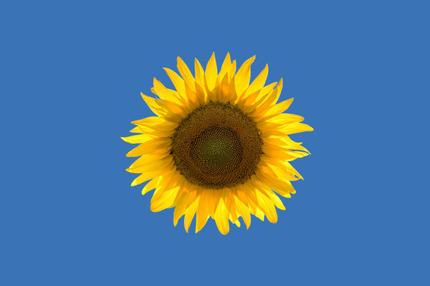 slunečnice v abstraktní grafiky na pozadí modré oblohy, prostor pro text - Fotografie, Obrázek