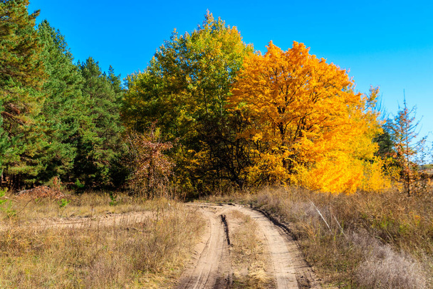 Грязная дорога в лесу осенью
 - Фото, изображение
