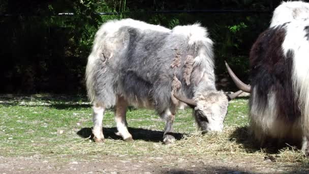 Kotimainen jakki, Bos grunniens, on pitkäkarvainen kesy bovid, joka löytyy koko Himalajan alueelta Intian niemimaalla, Tiibetin tasangolla ja jopa pohjoisessa Mongoliassa ja Venäjällä.. - Materiaali, video