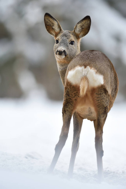 roe deer showing its arse in winter - Φωτογραφία, εικόνα
