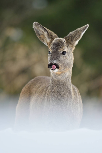 Portrait de chevreuil en hiver. Chevreuil se nettoie le nez. Chevreuil dans la forêt. Chevreuil sur la neige. Hiver.  - Photo, image