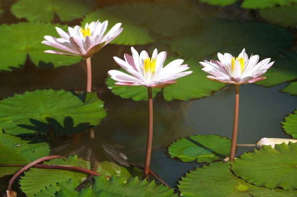 Il bellissimo fiore di loto bianco o giglio d'acqua riflesso con l'acqua nello stagno.Il riflesso del loto bianco con l'acqua. - Foto, immagini