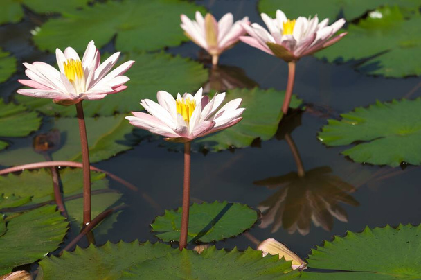 Красива біла квітка лотоса або вода лілія відображення з водою в ставку. Відбиття білого лотоса з водою
. - Фото, зображення