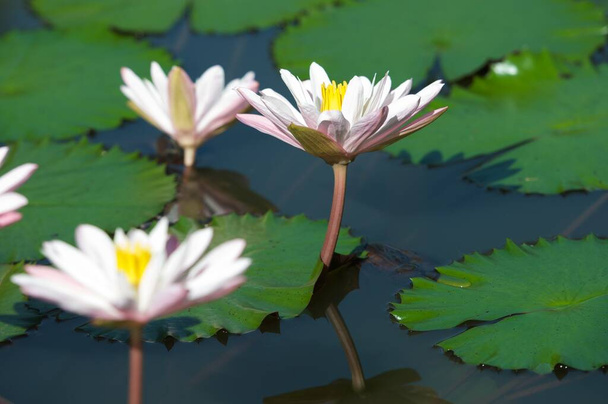 Красивый белый цветок лотоса или водяной ливень с водой в пруду.. - Фото, изображение