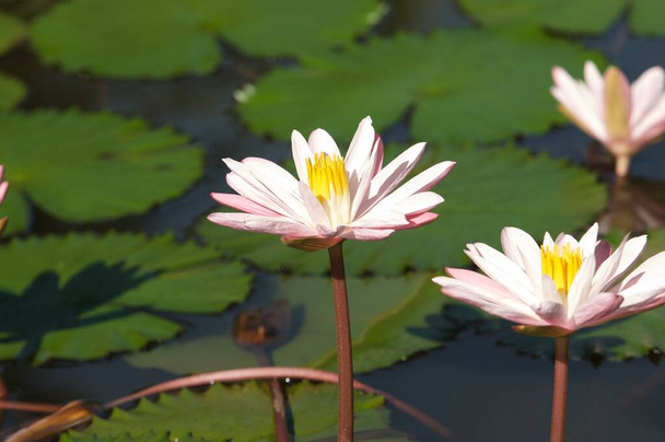 Красивый белый цветок лотоса или водяной ливень с водой в пруду.. - Фото, изображение
