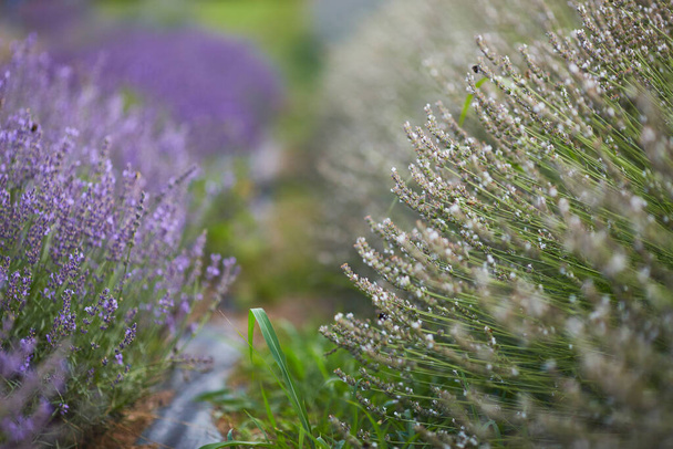 Beautiful butterfly on a lavender flower - Foto, Bild