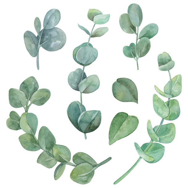 Eukaliptusz finom ágak akvarell illusztráció. Eukaliptusz levelek gyűjtemény elszigetelt fehér alapon. - Fotó, kép