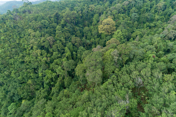 Luchtfoto hoge hoek uitzicht top down regenwouden bomen Ecosysteem en gezonde omgeving achtergrond Mooi beeld verbazingwekkende natuur voor achtergrond - Foto, afbeelding