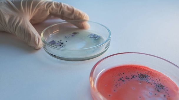 Epidemie und das globale Virenangriffskonzept. Labortechniker oder Forscher hält eine Petrischale mit einer Probe - Foto, Bild