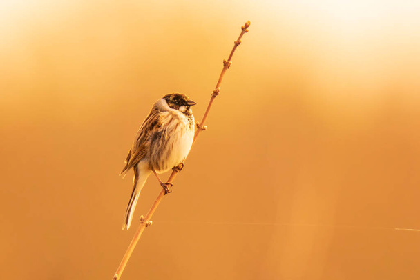 A common reed bunting Emberiza schoeniclus sings a song.  - Photo, Image