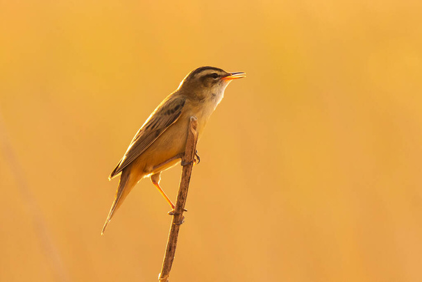 Primer plano de un pájaro corneta, Acrocephalus schoenobaenus, cantando para atraer a una hembra durante la temporada de reproducción en la puesta de sol de primavera - Foto, imagen