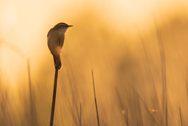 Zbliżenie ptaka z Sedge Warbler, Acrocephalus schoenobaenus, śpiewającego, aby przyciągnąć samicę podczas sezonu lęgowego w wiosennym zachodzie słońca - Zdjęcie, obraz