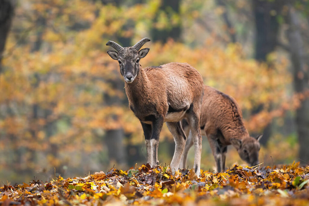 Два муфлони, що стоять у лісі восени
. - Фото, зображення