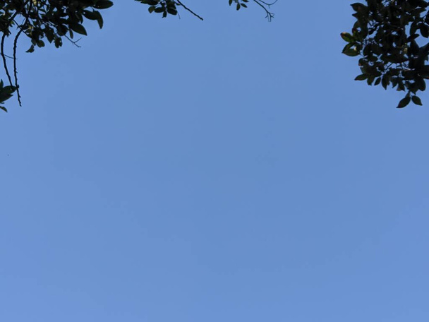 Ciel bleu vif, avec espace de copie, vue sur la grenouille - Photo, image