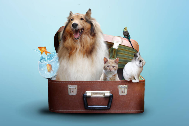 休暇で旅行する準備ができているスーツケースのペット - 写真・画像