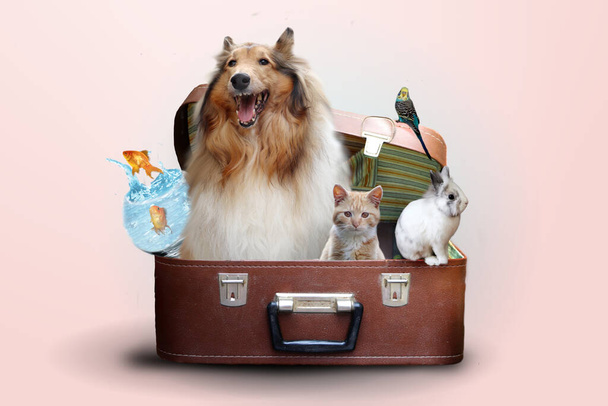 Animaux de compagnie en valise prêts à voyager en vacances - Photo, image