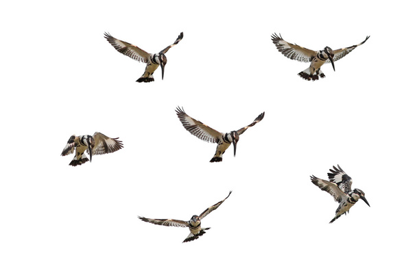 Kingfisher hovering - Photo, Image