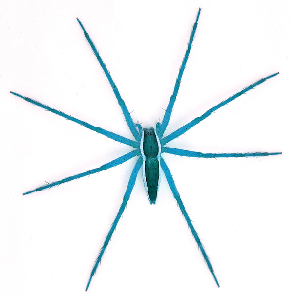 Синий паук
 - Фото, изображение