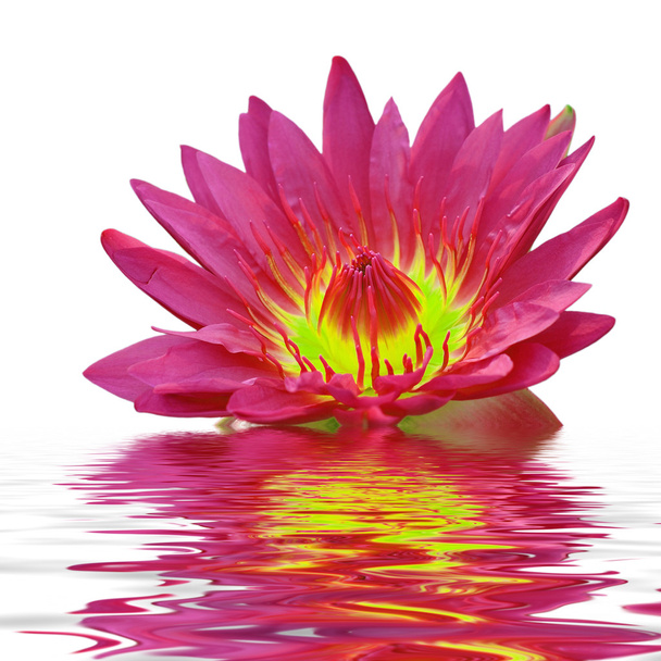 Lótus rosa flutuando na água
 - Foto, Imagem