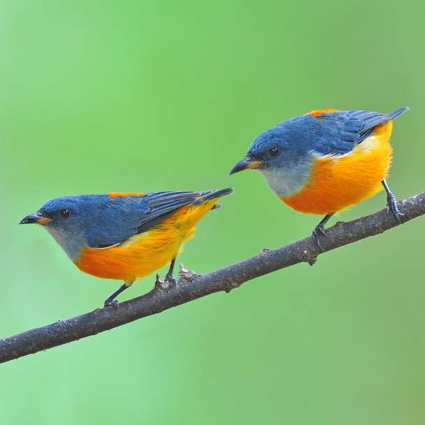 Narancshasú virágjáró madár - Fotó, kép