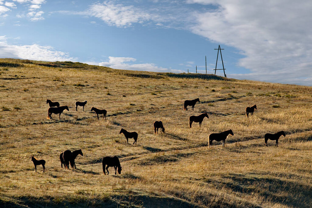 Rusko. Jižně od Západní Sibiře. hora Altai. Stádo koní se volně pasoucí v ranním světle. - Fotografie, Obrázek