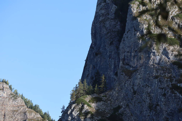 Carpathian Montain rock in Romania , Bicaz Chei, Pine forest - Photo, Image