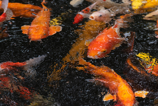 Πολύχρωμα ψάρια koi στη λίμνη των ψαριών, καραβίδες - Φωτογραφία, εικόνα