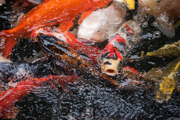 魚池のカラフルな鯉、ザリガニ - 写真・画像