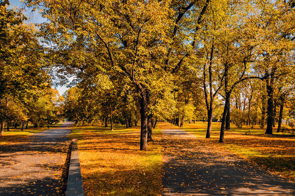 Colorido follaje en el parque de otoño - Foto, imagen