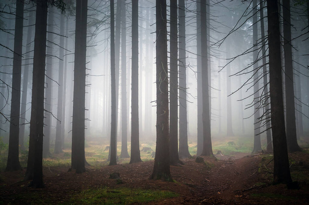 Piękna przyroda: mgła w jesiennym lesie - Zdjęcie, obraz