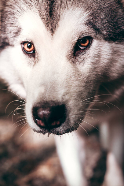 Portrait of a charming fluffy gray-white Alaskan Malamute close-up. Beautiful huge friendly sled dog breed. A female Malamute with beautiful intelligent brown eyes. - Photo, Image