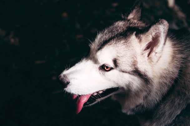 Portrait d'un charmant gros plan Alaskan Malamute gris-blanc moelleux. Belle énorme race de chien de traîneau amical. Une Malamute femelle avec de beaux yeux bruns intelligents. - Photo, image