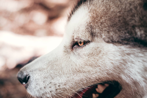 Portret van een charmante pluizige grijs-witte Alaskan Malamute close-up. Prachtige grote vriendelijke sledehond ras. Een vrouwelijke Malamute met mooie intelligente bruine ogen. - Foto, afbeelding