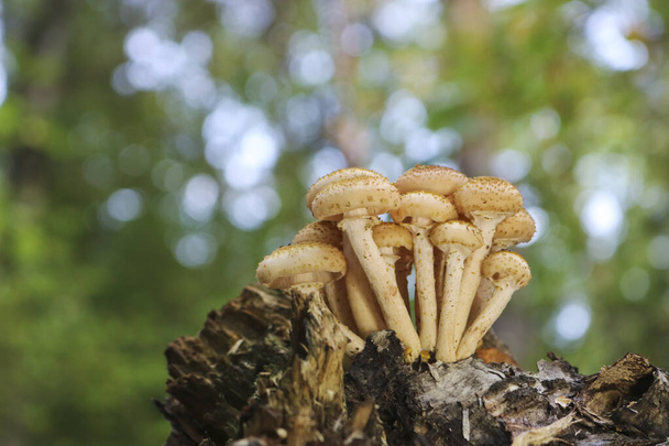 Honing Schimmel (Armillaria mellea) groeien op een oude berkenstronk. Een groep eetbare stomppaddenstoelen. Een Macro. Herfst achtergrond. - Foto, afbeelding