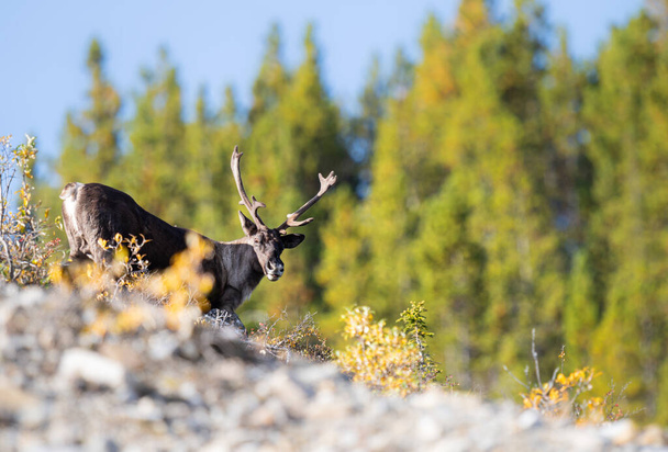 Mountain caribou in the fall - Photo, Image