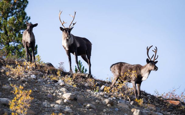 Mountain caribou in the fall - Photo, Image