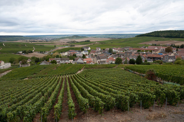 Landscape with green grand cru vineyards near Cramant, region Champagne, France in autumn rainy day. Cultivation of white chardonnay wine grape on chalky soils of Cote des Blancs. - 写真・画像