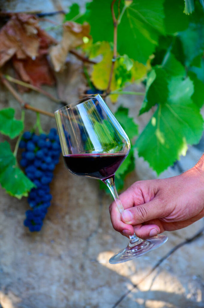 Degustação de vinhos profissional na adega, copo com vinho tinto seco e videira madura em vinhas em Lazio, Itália, no verão - Foto, Imagem