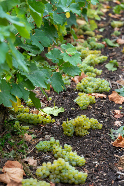 Ландшафт с зелеными гран-кру виноградниками под Эперной, регион Шо, Франция в осенний дождливый день. Культивация белого винограда Шардоне на меловых почвах Кот-де-Бланк. - Фото, изображение