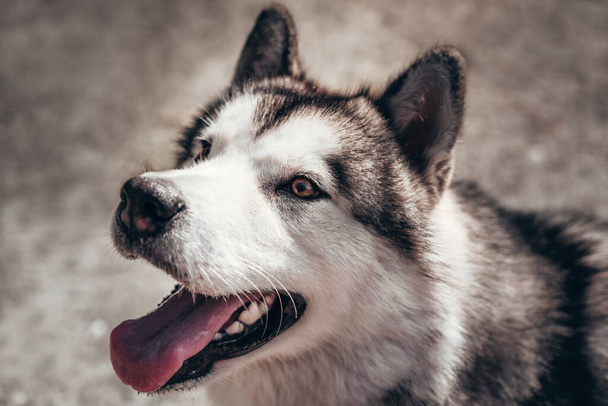 Portré egy bájos bolyhos szürke-fehér Alaszkai Malamut közelről. Gyönyörű hatalmas barátságos szánkó kutya fajta. Egy nőstény Malamut gyönyörű intelligens barna szemekkel.. - Fotó, kép
