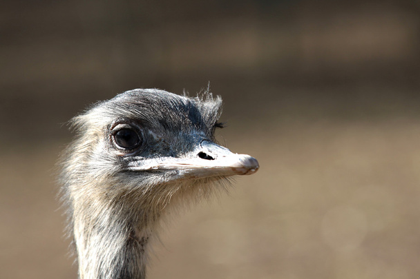 Emu portrait - Фото, изображение