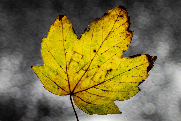 Осенний кленовый лист с осенним текстом, отпечатанным в нем на подсветке боке, влажном стеклянном фоне - Фото, изображение