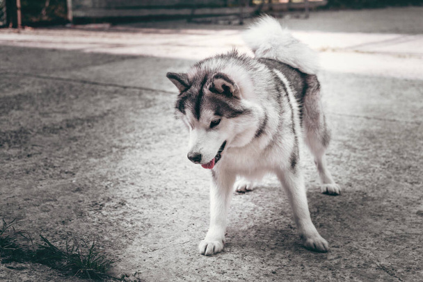 Grey fluffy Alaskan Malamute stands and rests in the Park on the paved road. Female Malamute, a huge friendly Northern sled dog breed. - Foto, Imagem