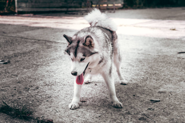 Grey fluffy Alaskan Malamute stands and rests in the Park on the paved road. Female Malamute, a huge friendly Northern sled dog breed. - Photo, Image