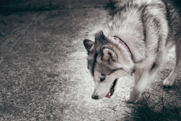 Velký nadýchaný aljašský malamut šedobílé barvy kráčí po ulici. Žena Malamute, obrovský přátelský severské sáně psí plemeno na procházce. - Fotografie, Obrázek