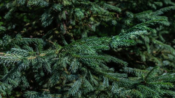 Green volumetric small shiny needles on branches of coniferous Siberian tree in light of sun - Foto, imagen