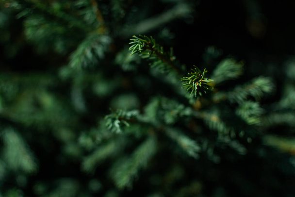 太陽の光で森の中の針葉樹シベリアの木の枝に濃い緑色の体積の小さな針。マクロ - 写真・画像