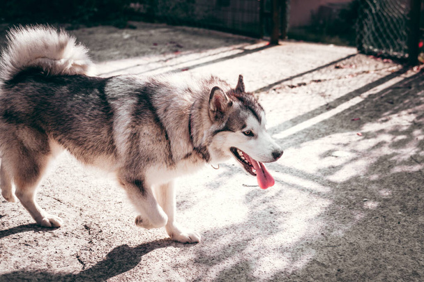 Egy nagy bolyhos Alaszkai Malamut szürke és fehér színű séták az utcán. Női Malamute, egy hatalmas barátságos északi szánkó kutya fajta egy séta. - Fotó, kép