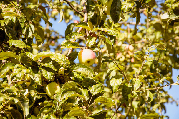 Soczyste dojrzałe, pyszne jabłka w ogrodzie na drzewie - Zdjęcie, obraz